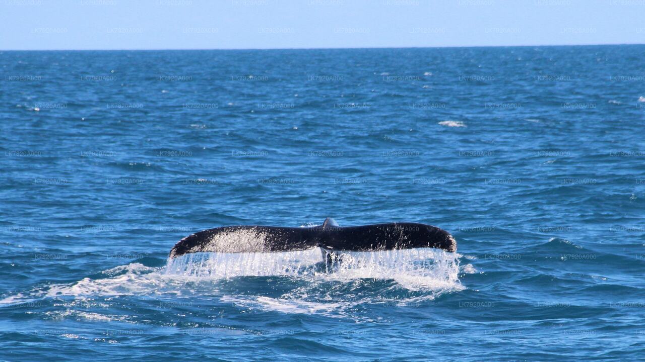 デルフト島へ出航