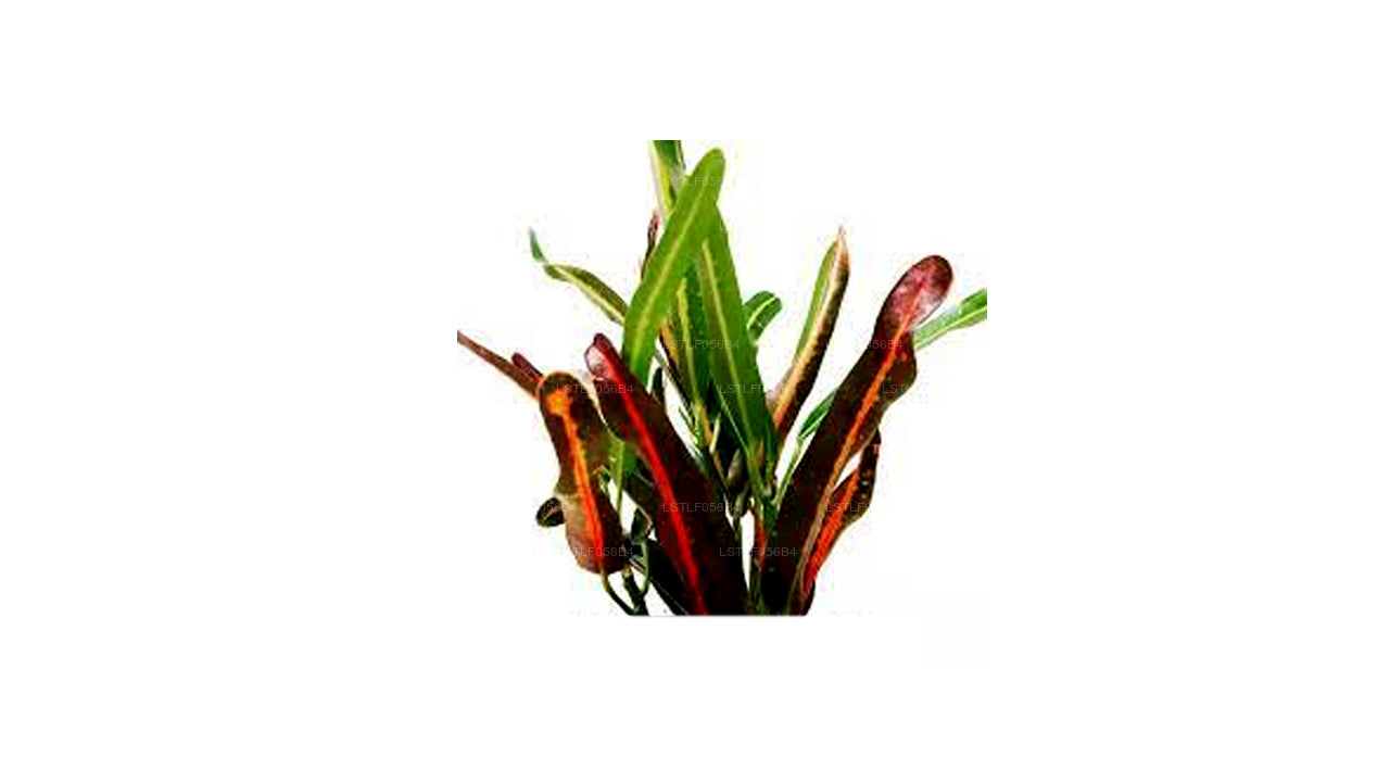 ラックプラ ローレンのレインボー クロトン (葉 50 枚)