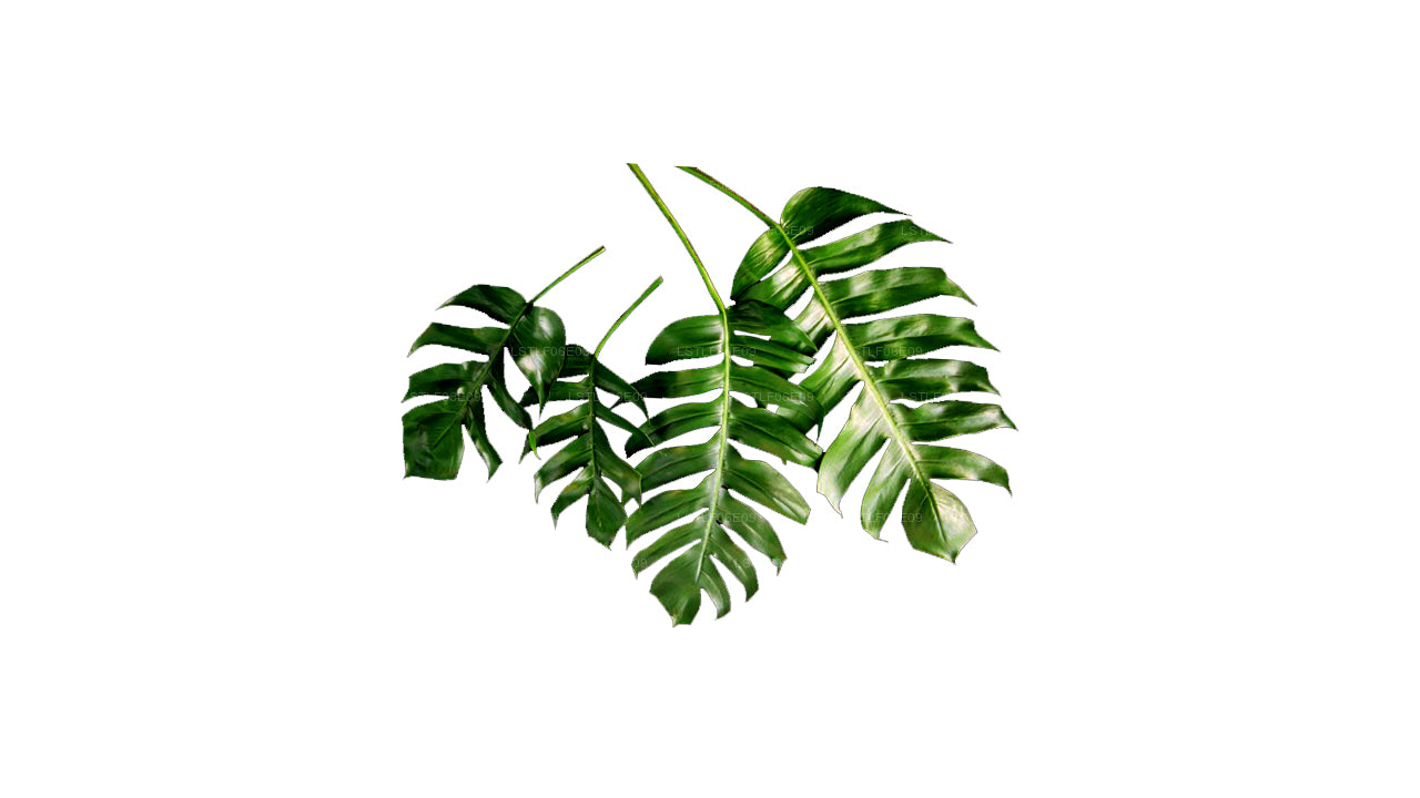 ラックプラ モンステラ (20葉) 中