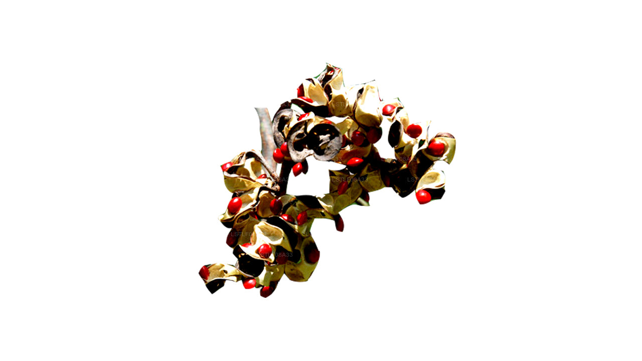 ラクプラマダティヤシード(レッドシード、装飾シード)250シード