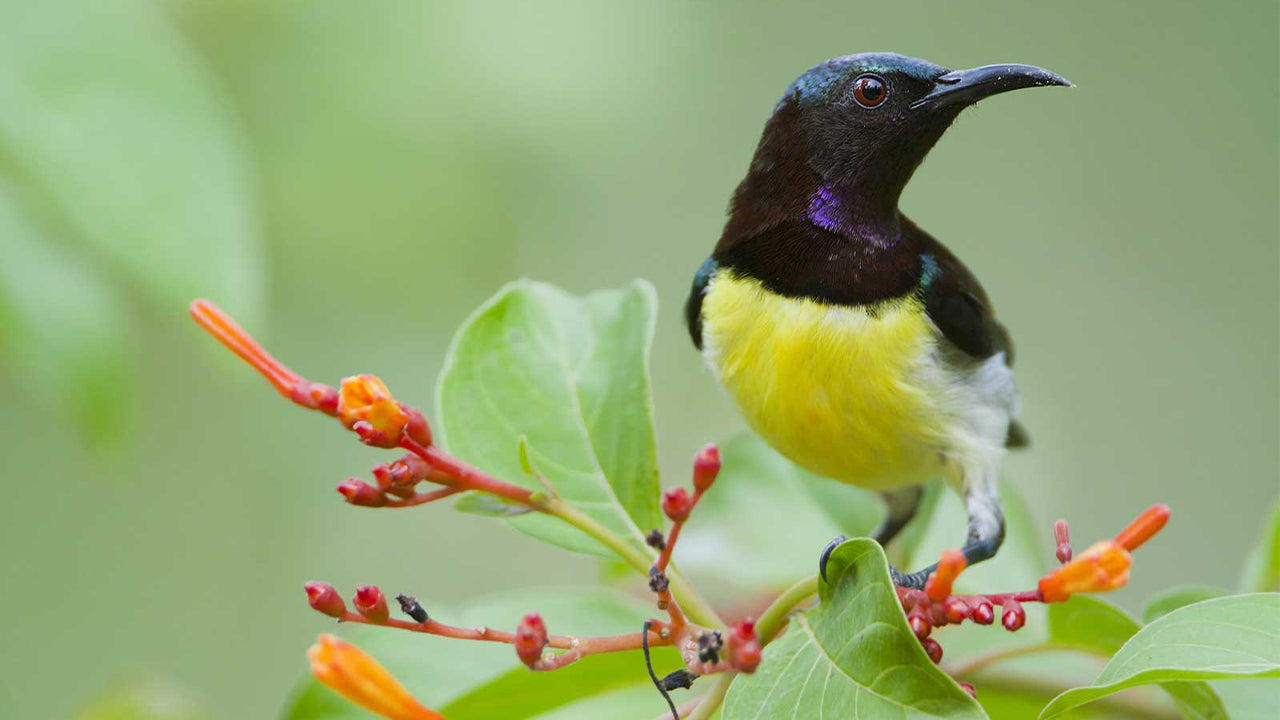 Birdwatching from Colombo - Diyasaru Park