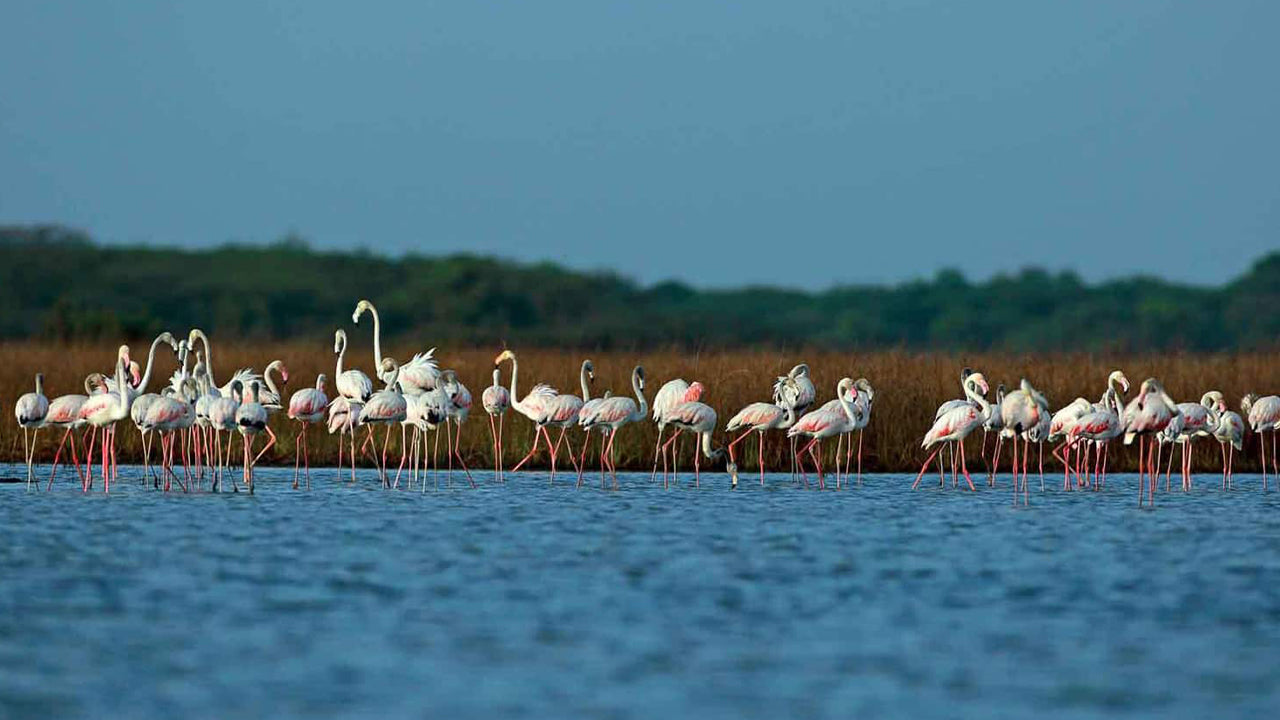 Birdwatching from Chundikulam National Park
