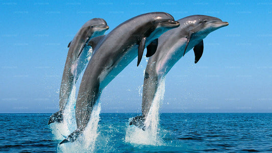 Dolphin Watching, Snorkeling, and Fishing Combined Tour at Trincomalee