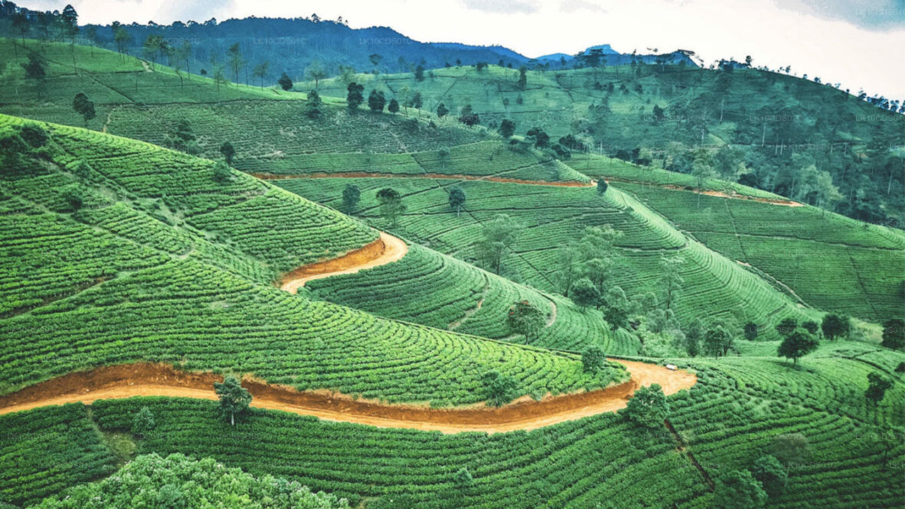 列車で巡るスリランカのハイライト（12）