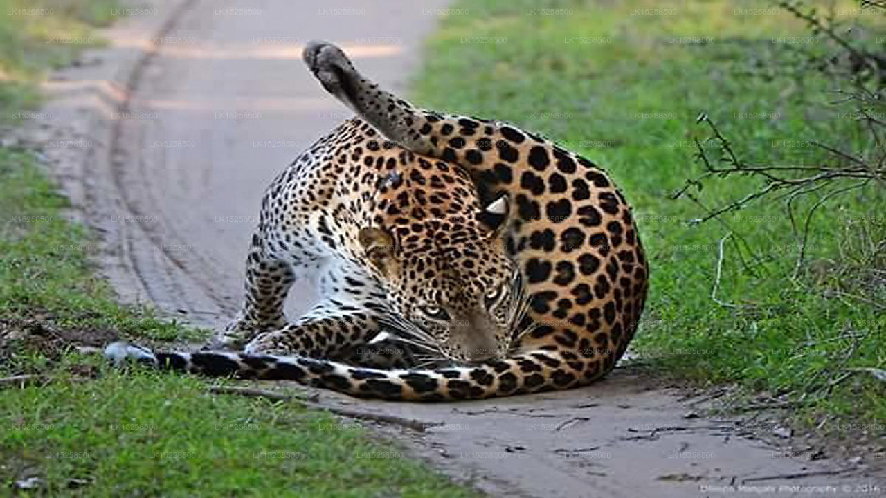 Forest Lodge, Kataragama