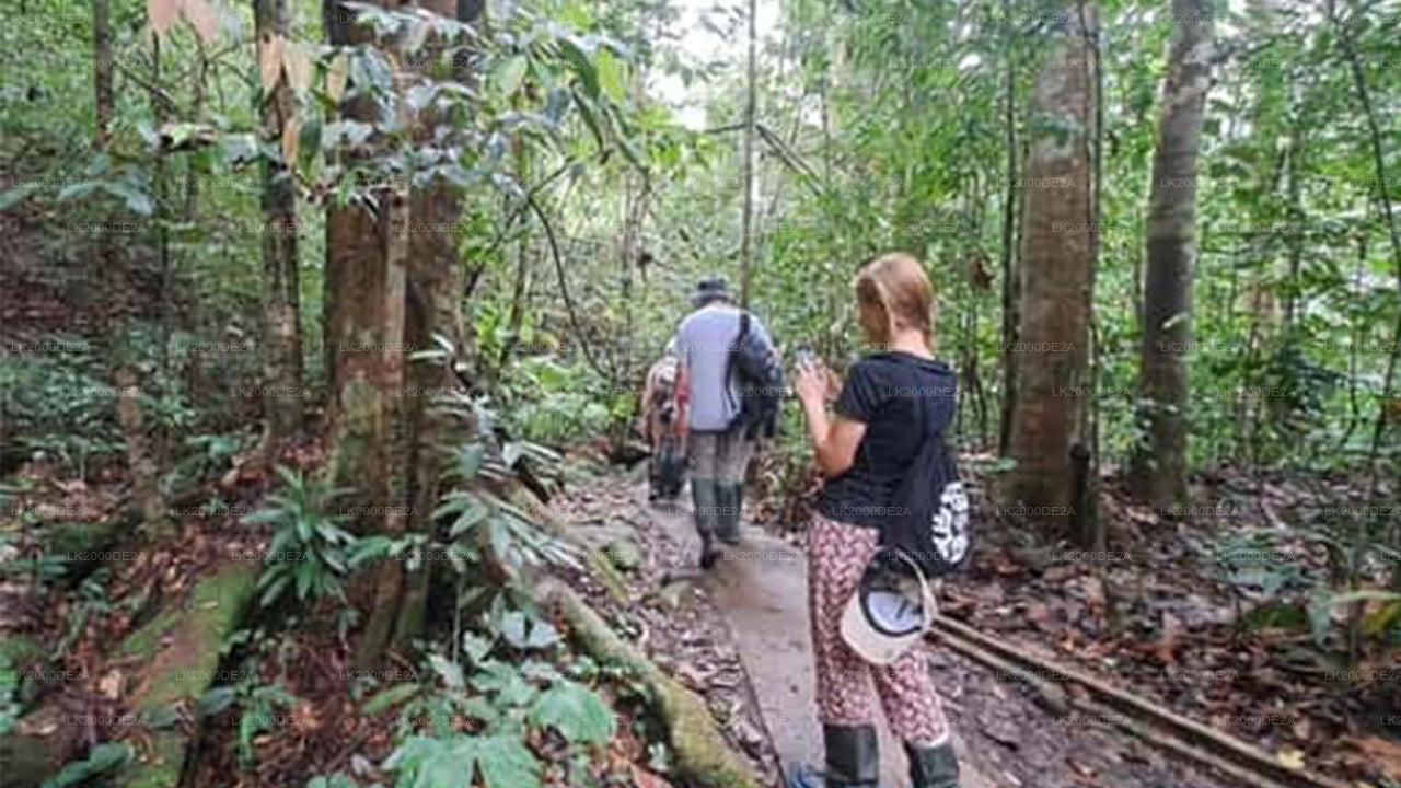 シンハラジャ森林保護区ガイド付きツアー（入場券付き）
