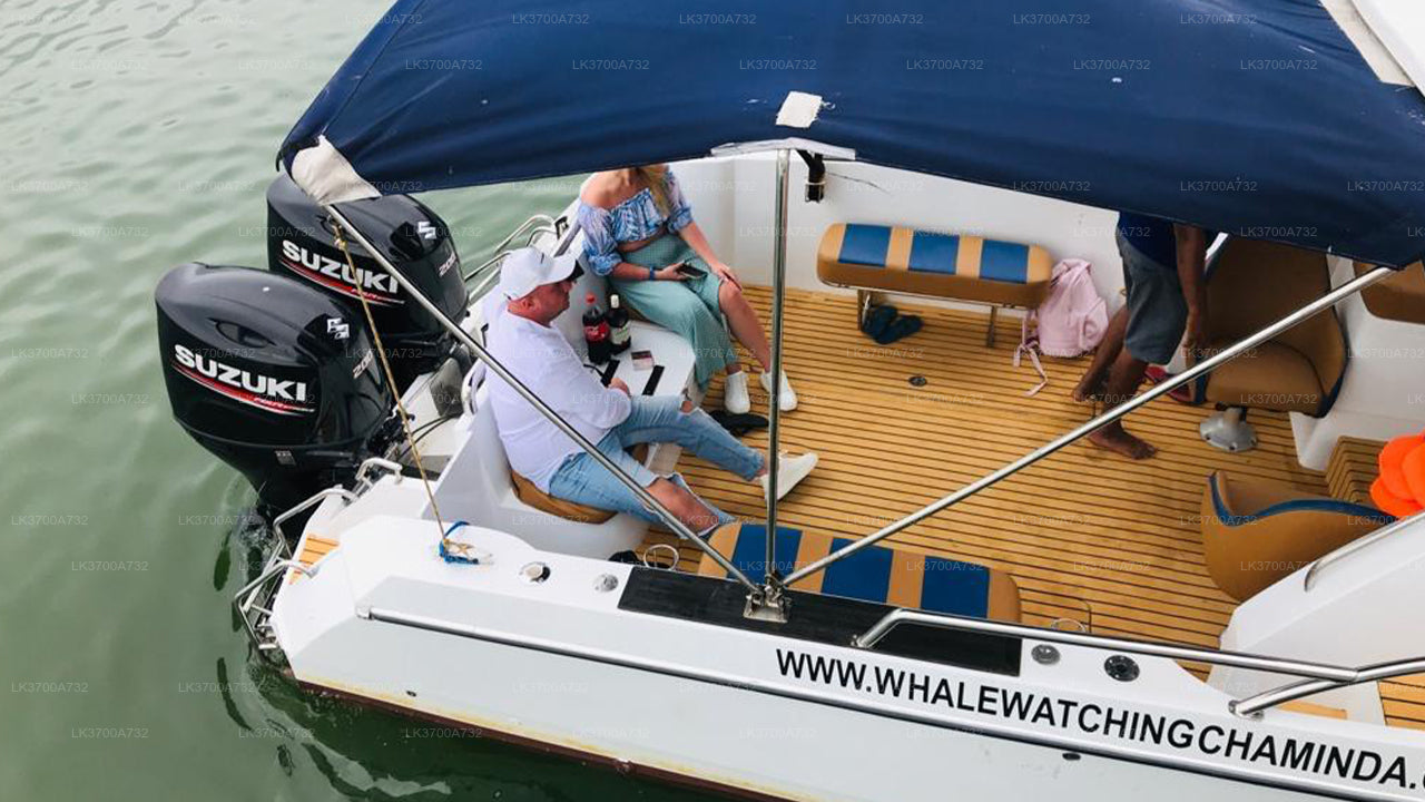 ミリッサ発、豪華スピードボートで行くプライベートホエールウォッチングツアー