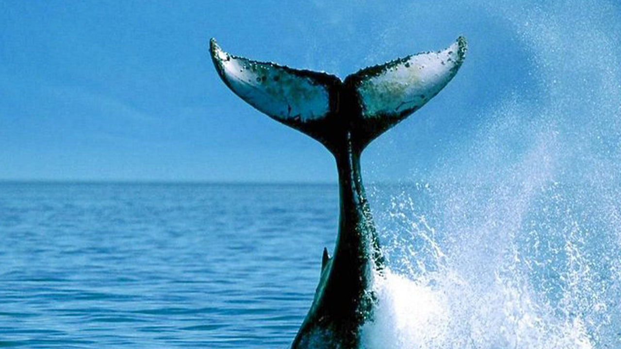 ミリッサ発、豪華スピードボートで行くプライベートホエールウォッチングツアー