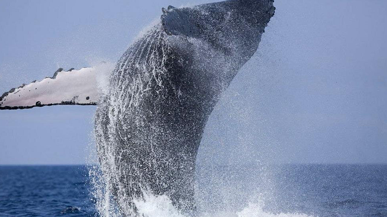 ミリッサ発、豪華スピードボートで行くプライベートホエールウォッチングツアー