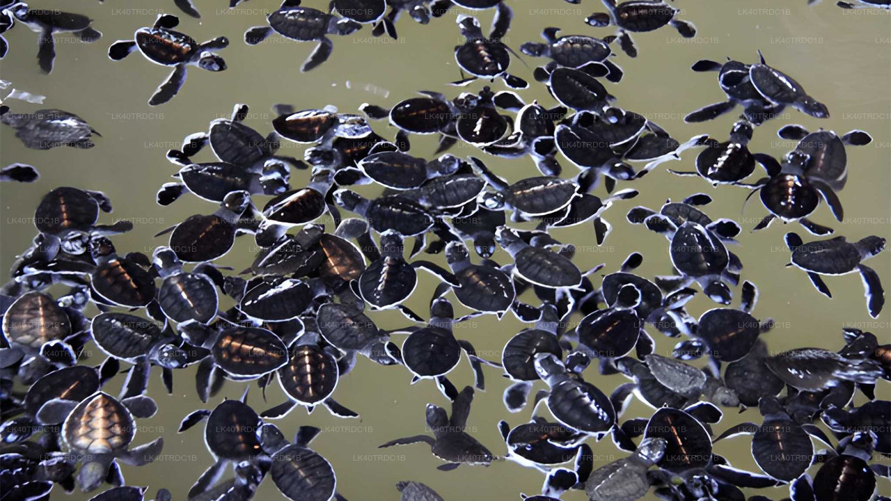 ネゴンボからヒリケティヤへの観光付きプライベート送迎