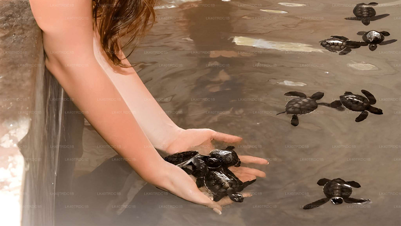 ネゴンボからヒリケティヤへの観光付きプライベート送迎