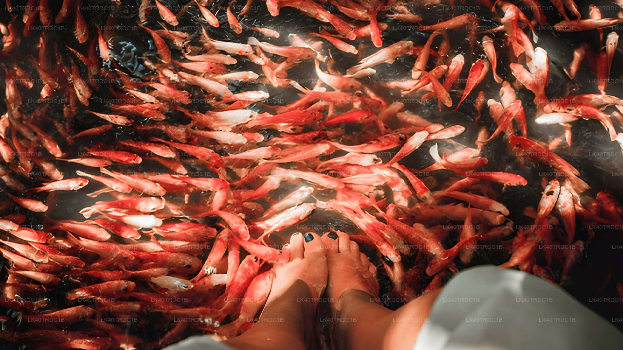 ネゴンボからヒリケティヤへの観光付きプライベート送迎