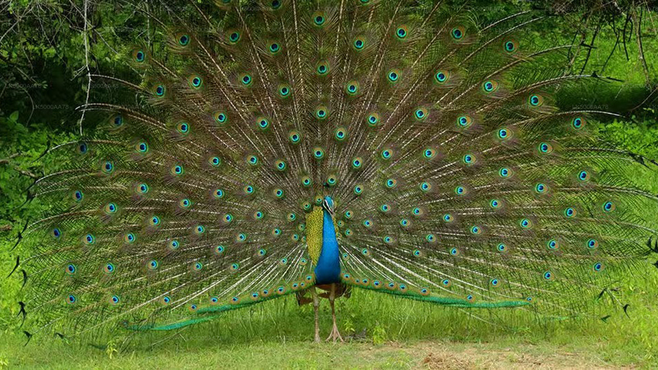 ウィルパットゥ国立公園プライベートサファリ