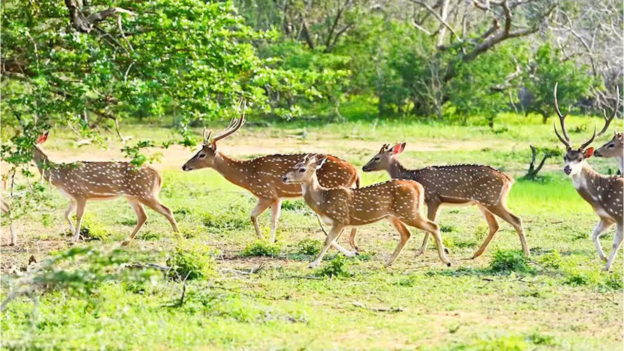 ウィルパットゥ国立公園プライベートサファリ