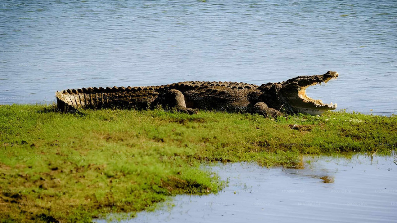 ウダワラウェ・サファリ付きエラからヒリケティヤへのプライベートツアー