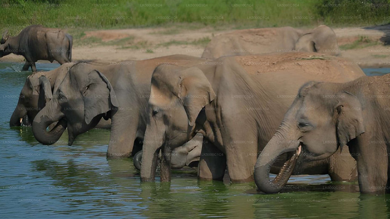 ウダワラウェ・サファリ付きエラからヒリケティヤへのプライベートツアー