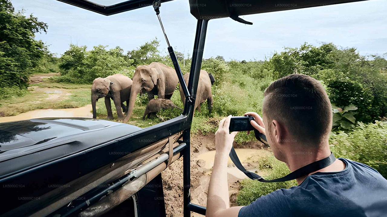 ウダワラウェ・サファリ付きエラからヒリケティヤへのプライベートツアー