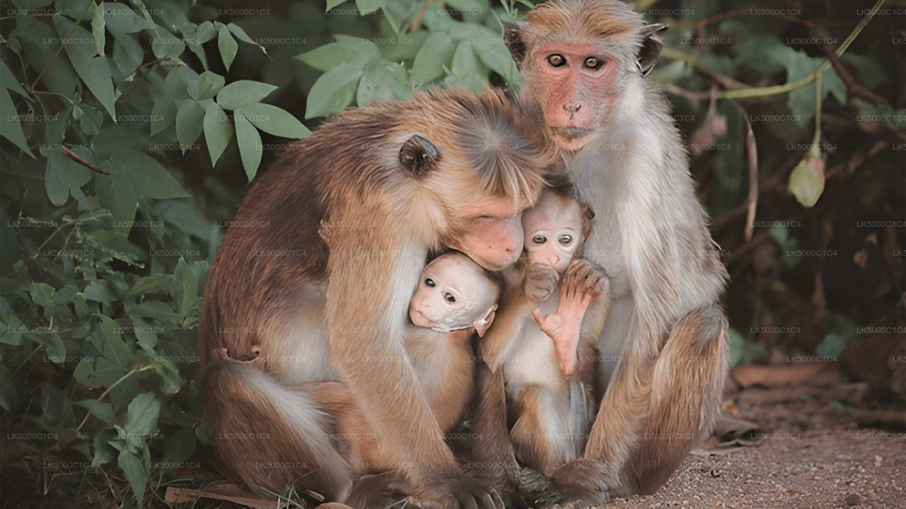 ウダワラウェ・サファリ付きエラからヒリケティヤへのプライベートツアー