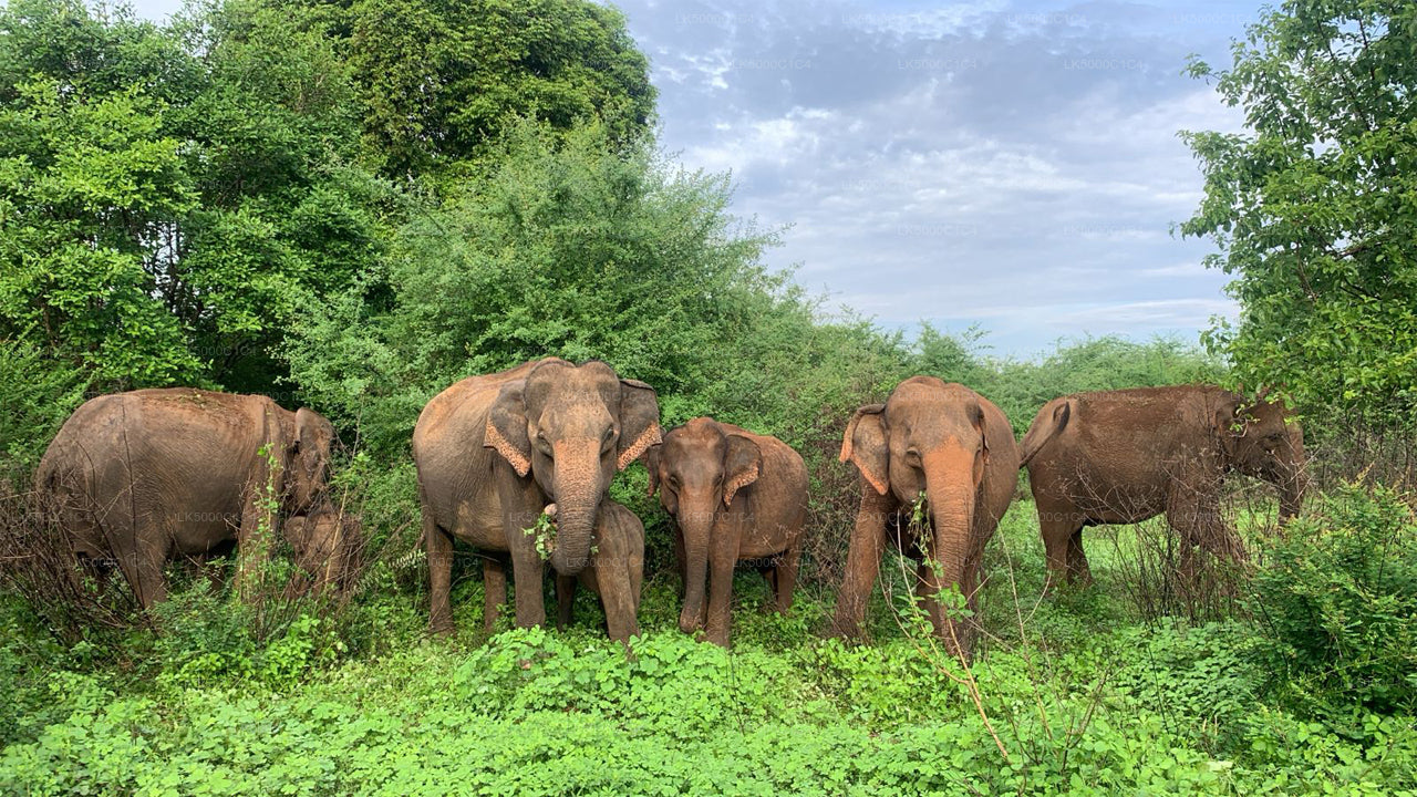 ウダワラウェ・サファリ付きエラからヒリケティヤへのプライベートツアー