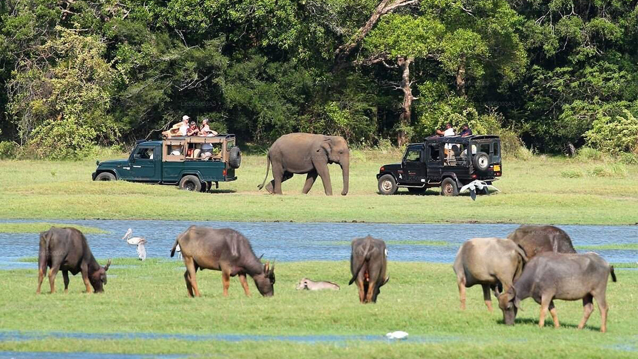 ミネリヤ国立公園プライベートサファリ