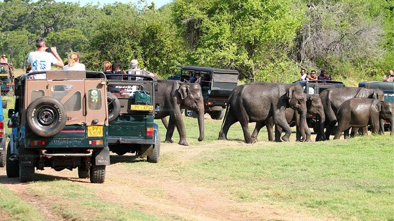 ミネリヤ国立公園プライベートサファリ