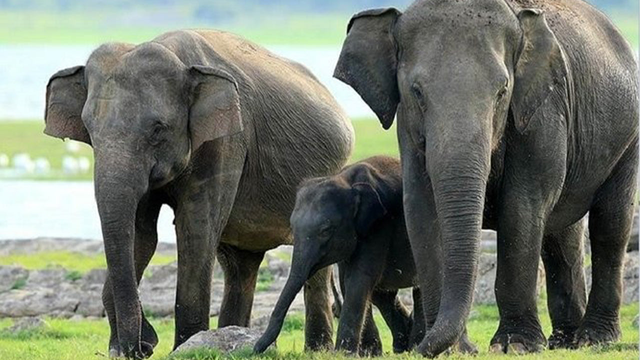 シギリヤ発ミネリヤ国立公園プライベートサファリ