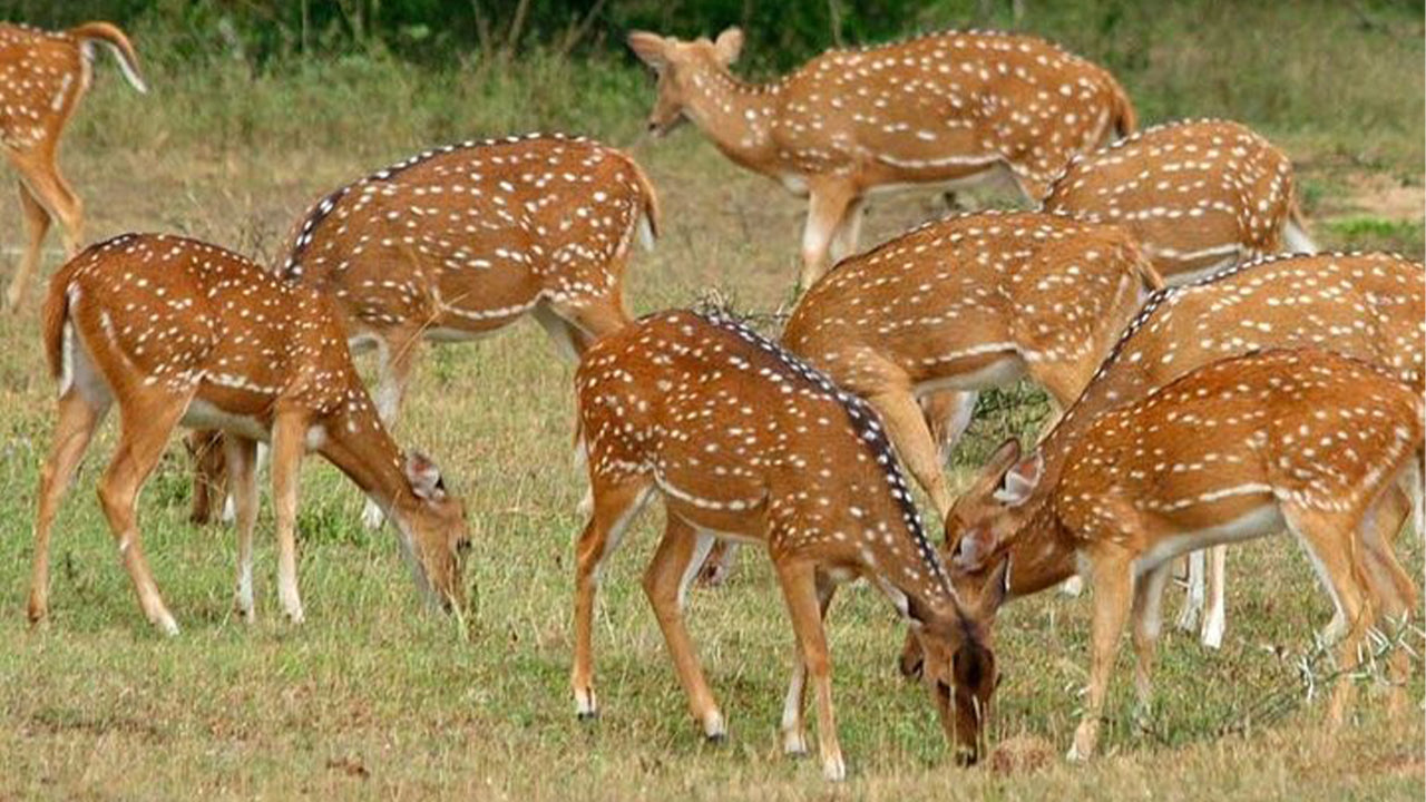 シギリヤ発ミネリヤ国立公園プライベートサファリ