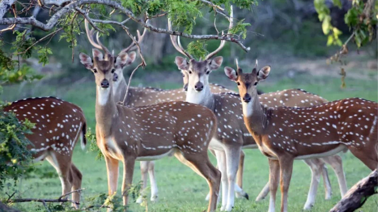 シギリヤ発ミネリヤ国立公園プライベートサファリ