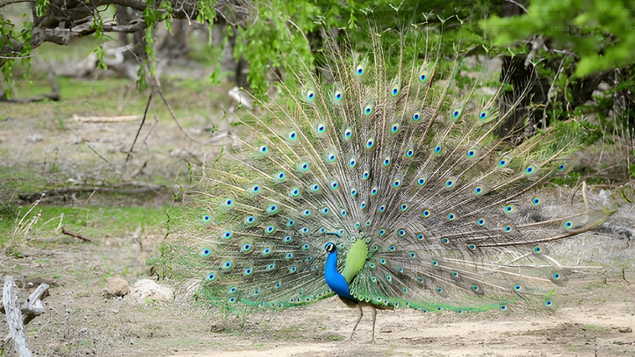 シギリヤ発カウドゥラ国立公園プライベート サファリ