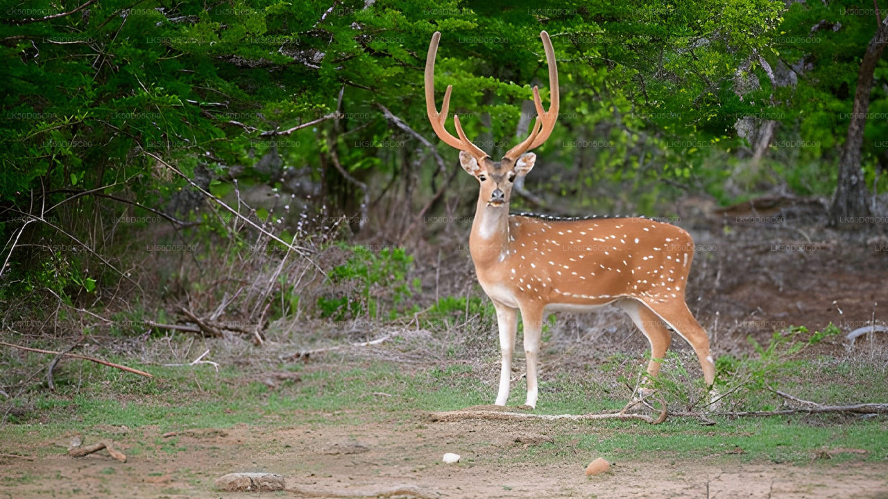 シギリヤ発カウドゥラ国立公園プライベート サファリ