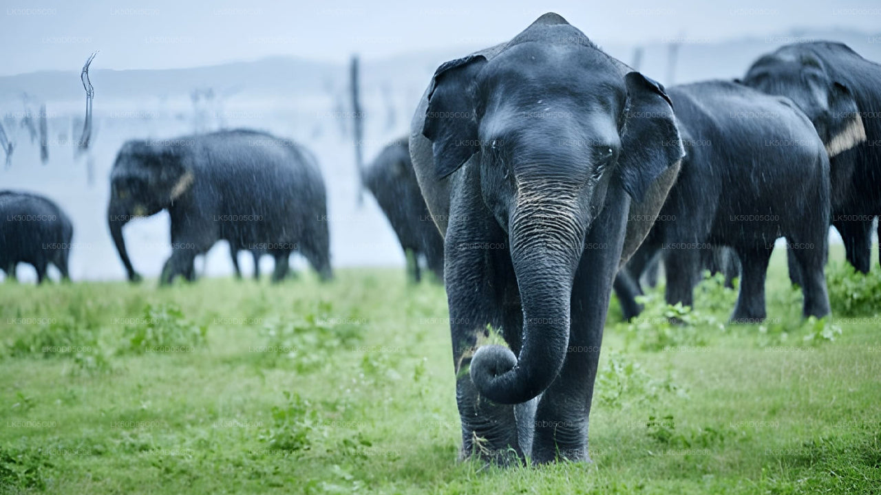 シギリヤ発カウドゥラ国立公園プライベート サファリ