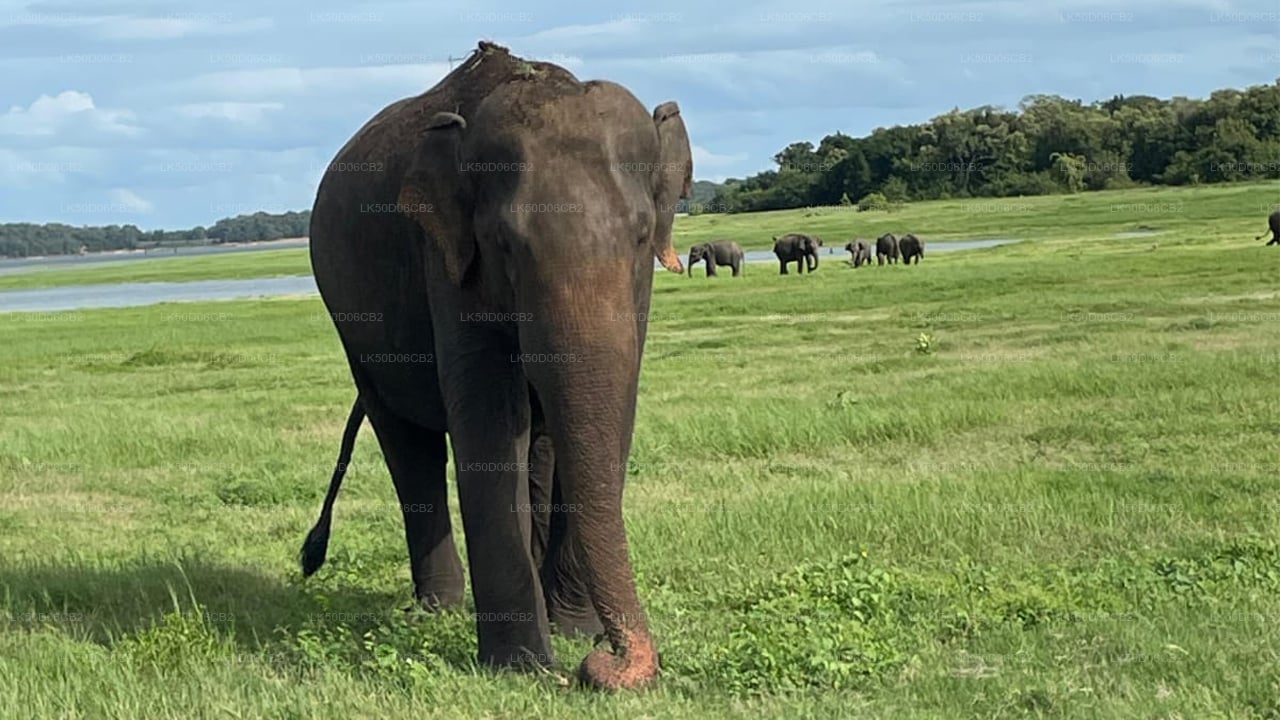 カウドゥラ国立公園プライベートサファリ