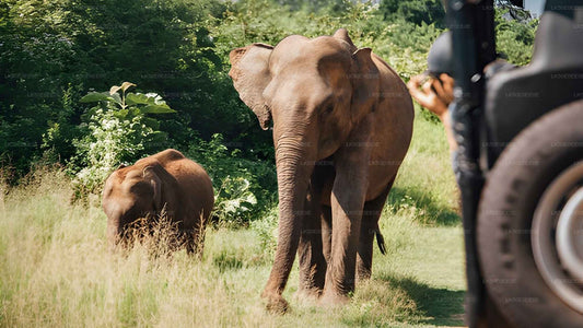 フルルエコパークプライベートサファリ