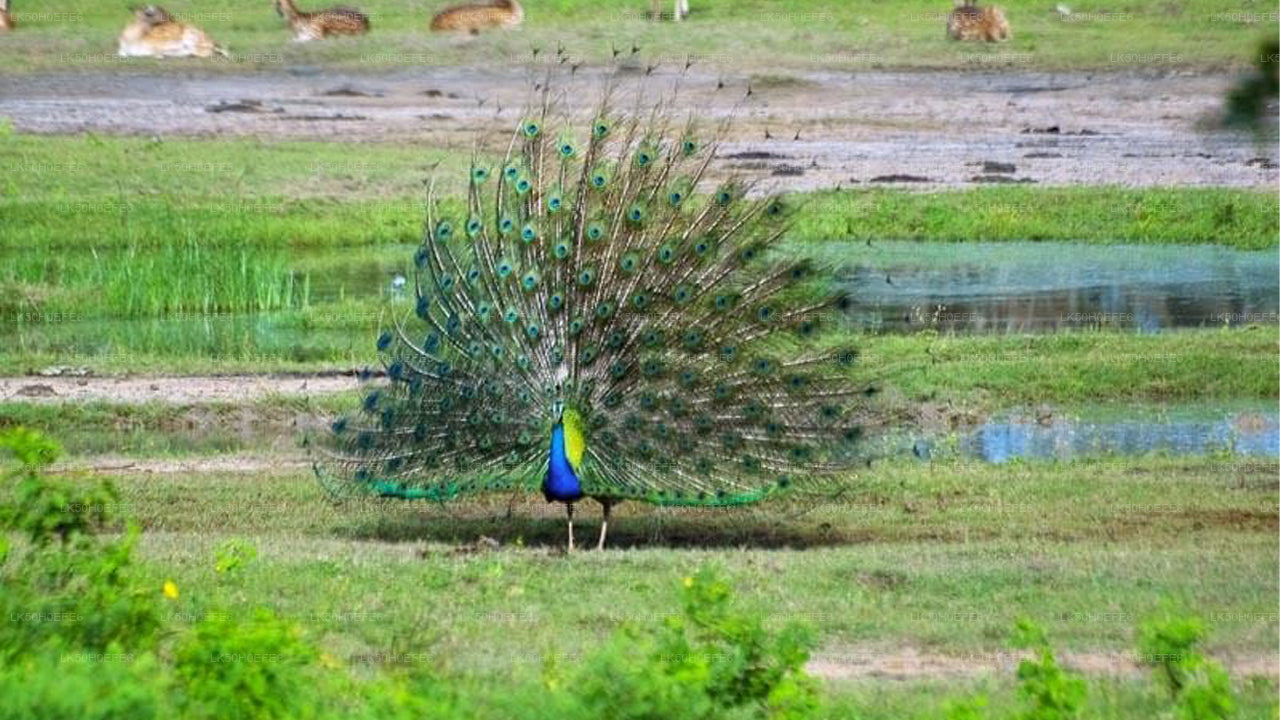 バンダラ国立公園プライベートサファリ