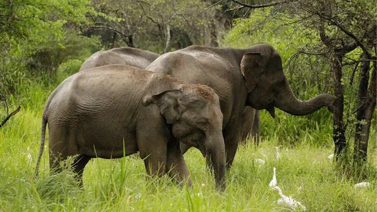 ワスガムワ国立公園プライベートサファリ