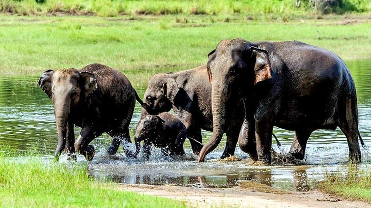 ワスガムワ国立公園プライベートサファリ