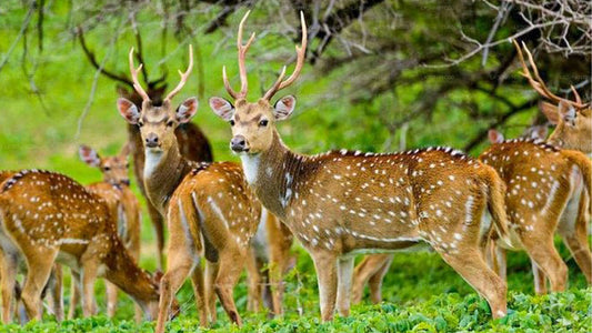 マドゥル・オヤ国立公園ナチュラリストとのプライベートサファリ