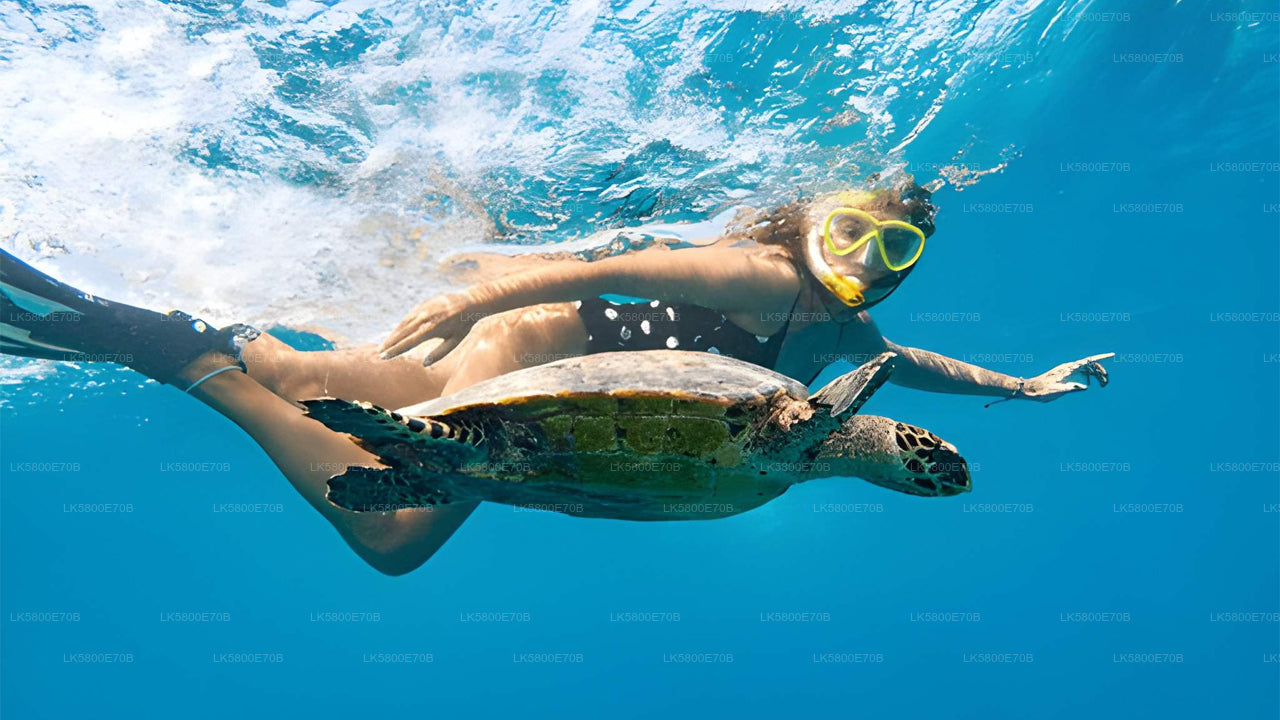 ヒッカドゥワ発ウミガメとシュノーケリング