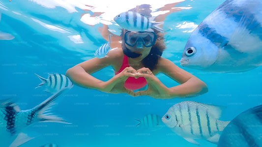 ピジョン島でウミガメとシュノーケリング