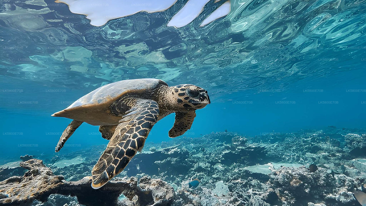 ヒッカドゥワ発ウミガメとシュノーケリング