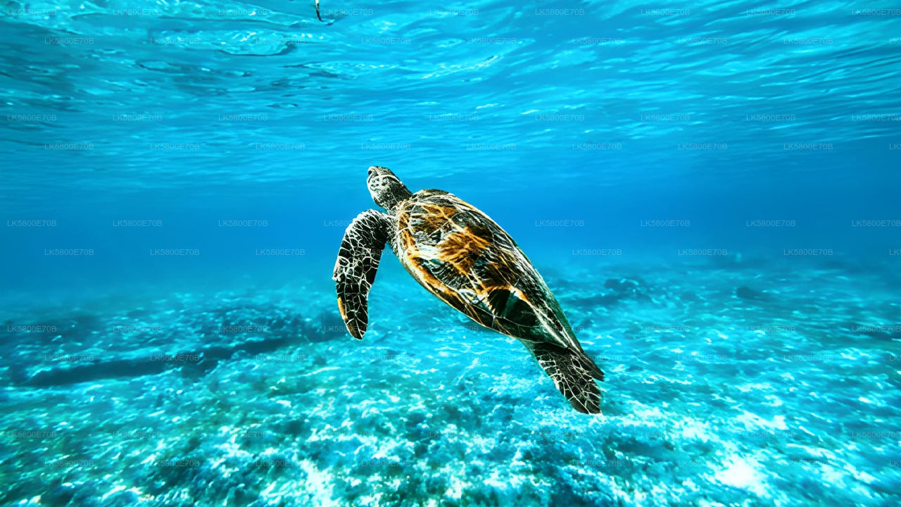 ヒッカドゥワ発ウミガメとシュノーケリング