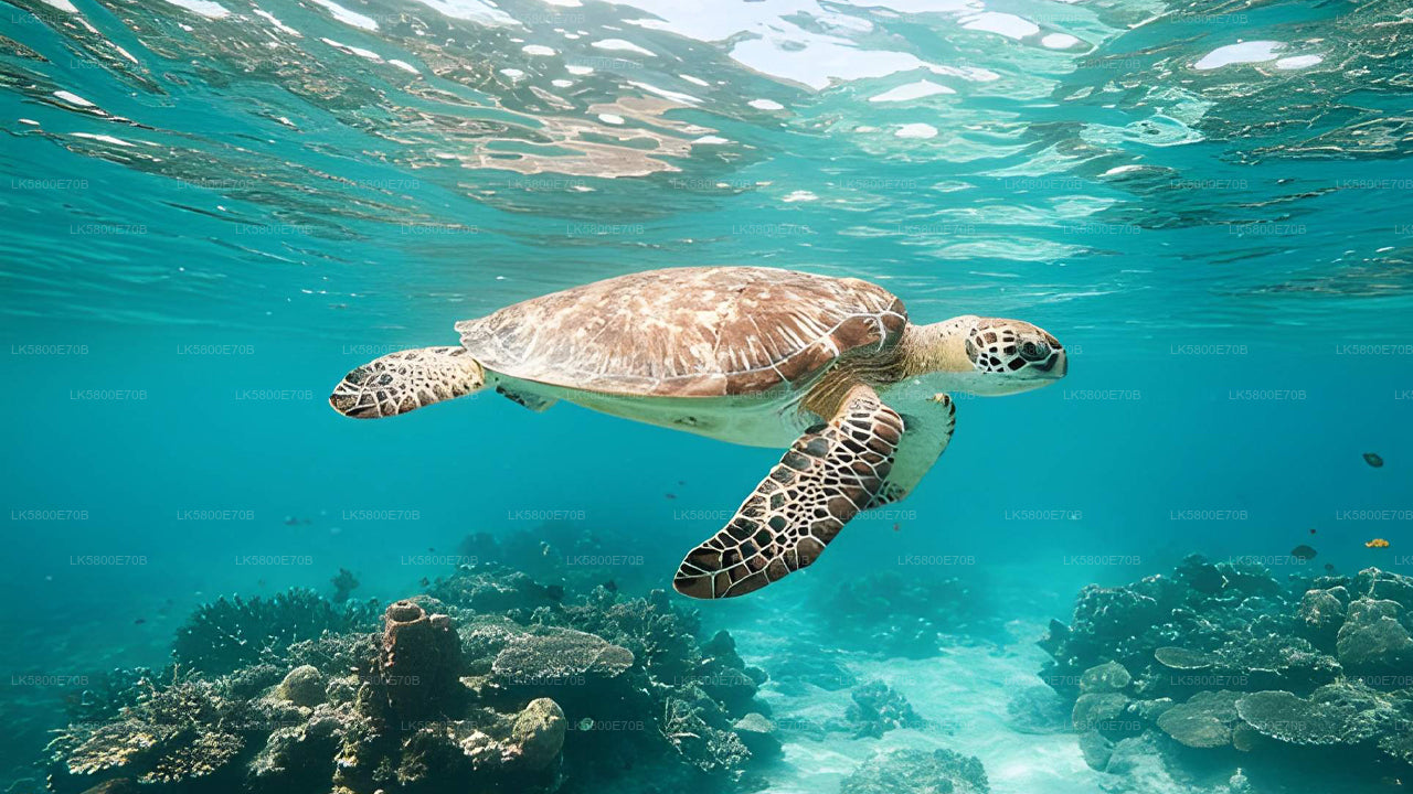 ヒッカドゥワ発ウミガメとシュノーケリング