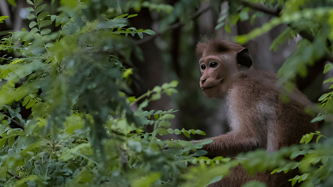 Sigiriya Wonders: Ancient Fortress, Ayurveda & Wild Encounters from Sigiriya