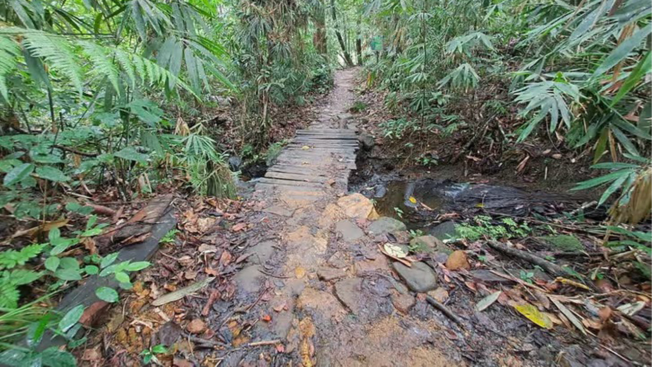 アハンガマ発シンハラジャ熱帯雨林日帰り旅行