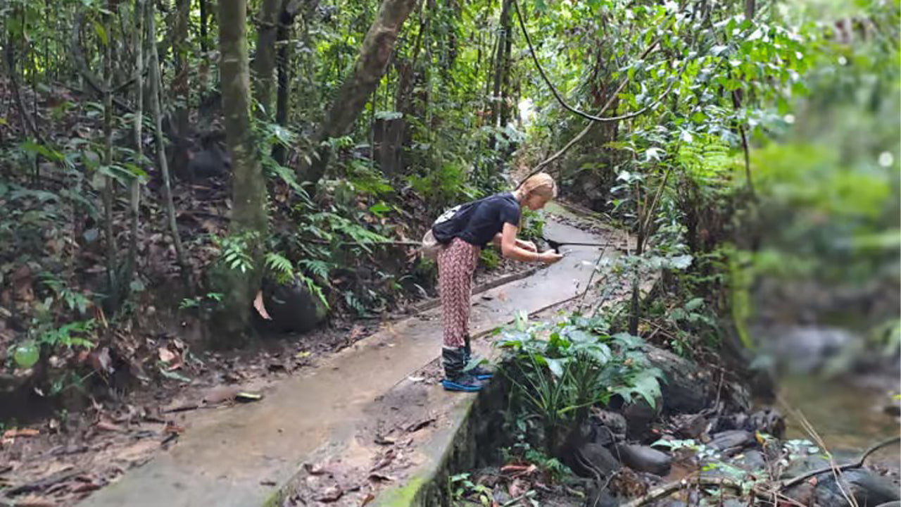 アハンガマ発シンハラジャ熱帯雨林日帰り旅行