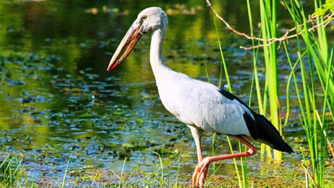 アハンガマ発ウダワラウェ国立公園サファリ