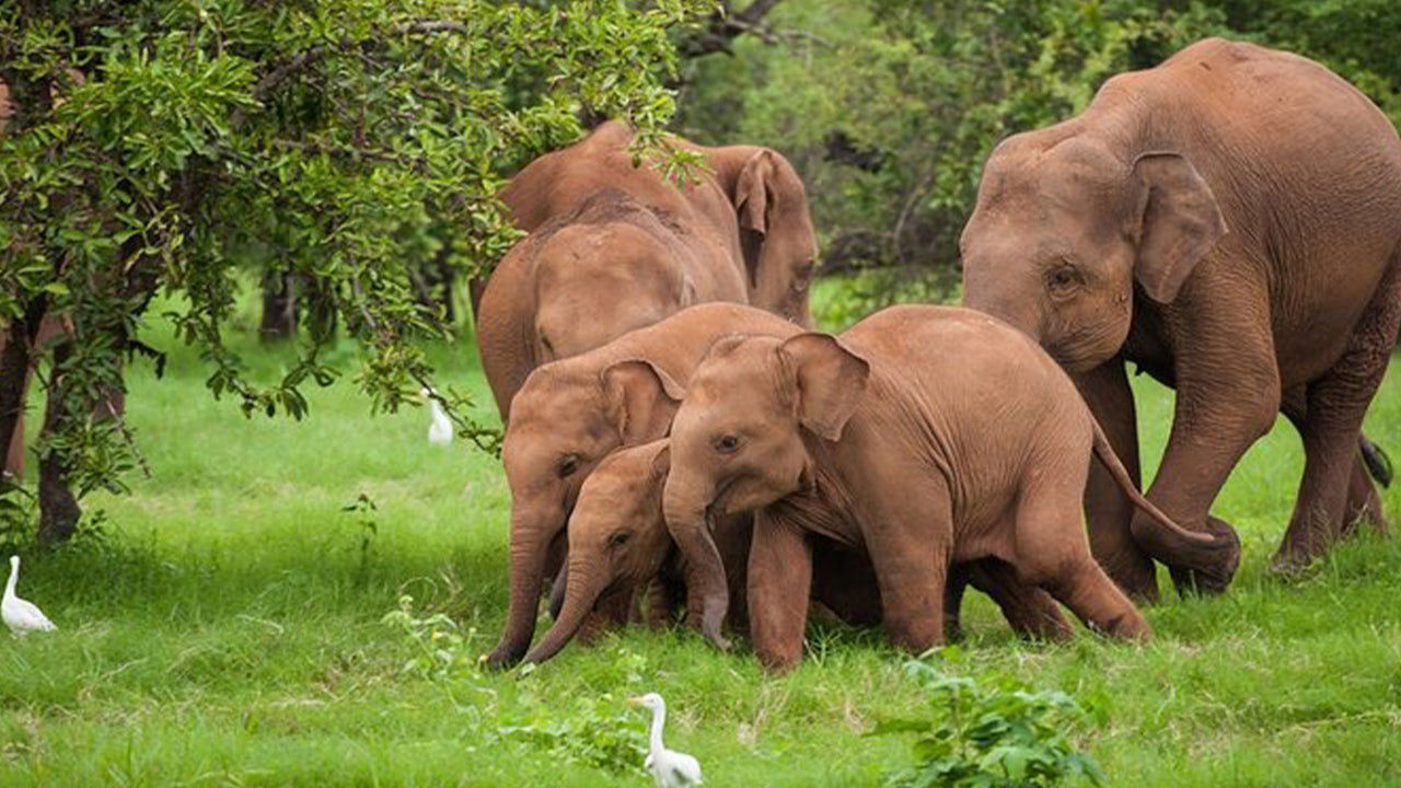 アハンガマ発ウダワラウェ国立公園サファリ