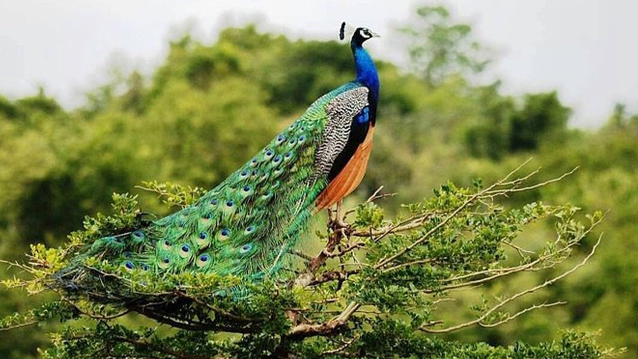 アハンガマ発ウダワラウェ国立公園サファリ