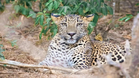 トリンコマリー発ワスガムワ国立公園サファリ