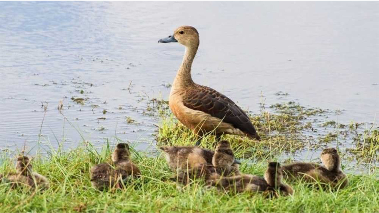 キャンディ発ワスガムワ国立公園サファリ
